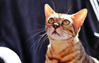 shira